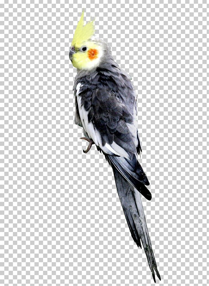 Peach Cartoon PNG, Clipart, Adobe Illustrator, Animals, Bird, Color, Common Pet Parakeet Free PNG Download