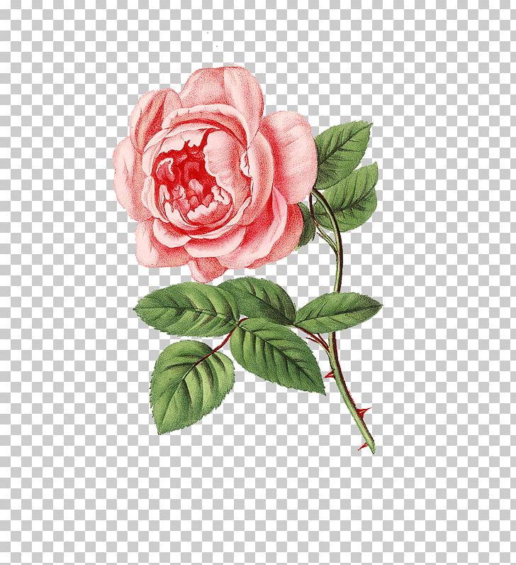 Garden Roses Perfume Cabbage Rose Spring PNG, Clipart, Botanical, Botanical Illustration, Camellia, Celina, Cicek Free PNG Download