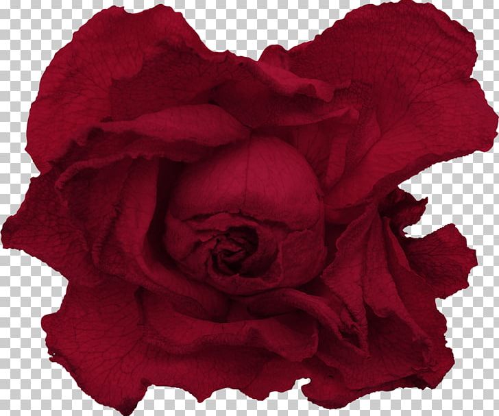 Garden Roses Red Drawing PNG, Clipart, Beach Rose, Cut Flowers, Data, Data Compression, Desktop Wallpaper Free PNG Download
