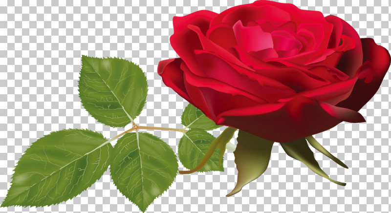 One Flower One Rose Valentines Day PNG, Clipart, Annual Plant, Camellia, China Rose, Common Peony, Floribunda Free PNG Download