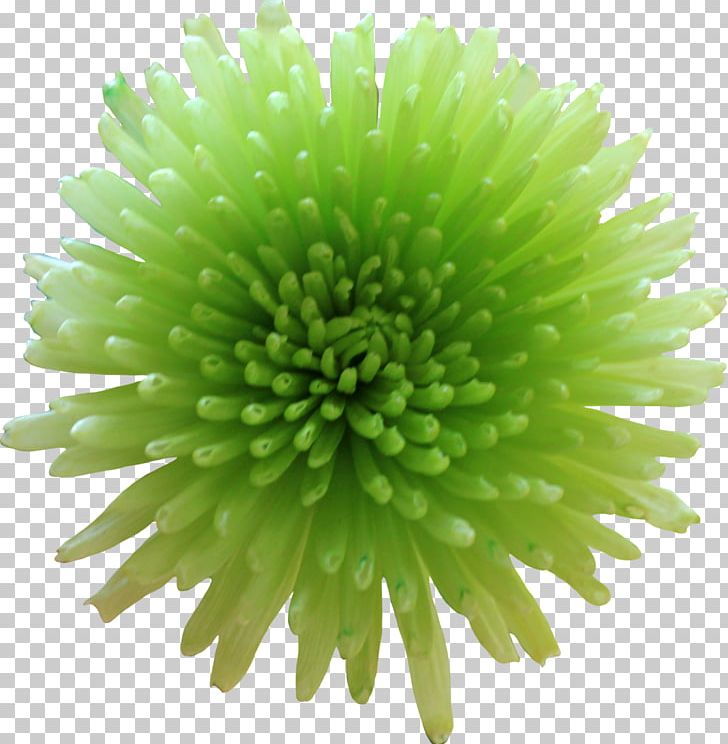 Flower Green Desktop PNG, Clipart, Chrysanths, Daisy Family, Desktop Wallpaper, Flower, Green Free PNG Download