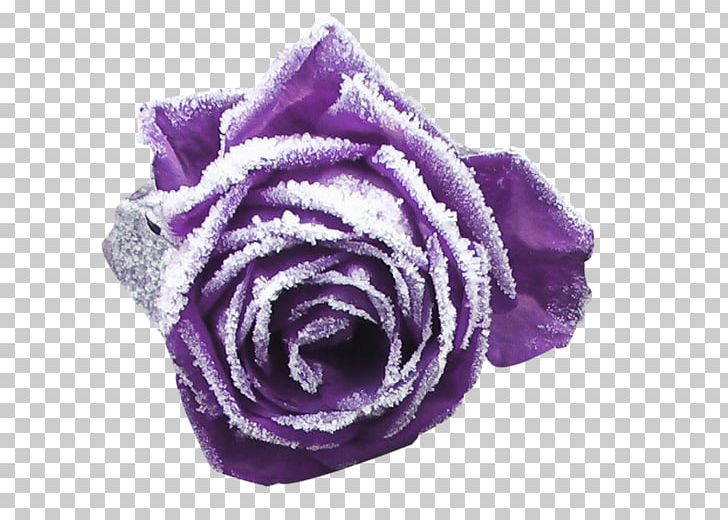 Garden Roses Purple Cut Flowers Petal PNG, Clipart, Art, Beach Rose, Cut Flowers, Decorative, Flower Free PNG Download