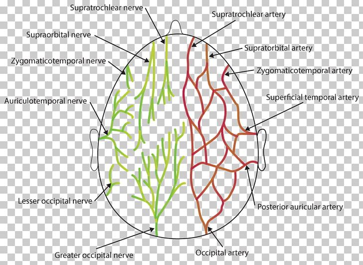 Organ Supraorbital Artery Supraorbital Nerve Occipital Artery PNG, Clipart, Anatomy, Angle, Area, Artery, Diagram Free PNG Download