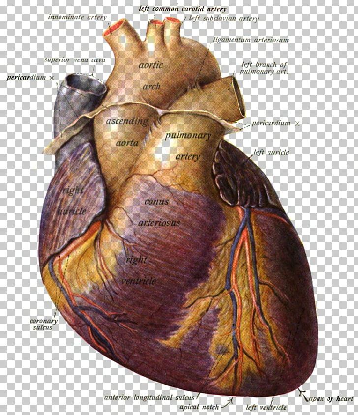 Pulmonary Artery Anatomy Heart Pulmonary Valve PNG, Clipart, Abdomen, Anatomy, Aorta, Artery, Coronary Sulcus Free PNG Download