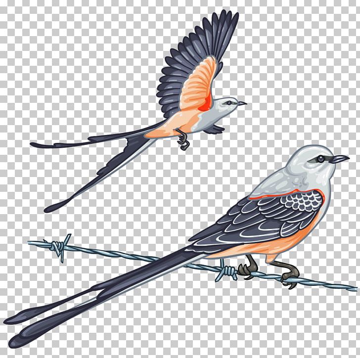 Bird Passerine Scissor-tailed Flycatcher Oklahoma Scissors PNG, Clipart, Animal, Animals, Beak, Bird, Branch Free PNG Download