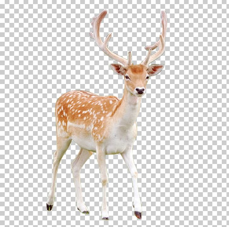 Red Deer Reindeer Sika Deer PNG, Clipart, Animals, Antler, Atlas, Christmas Deer, Deer Free PNG Download