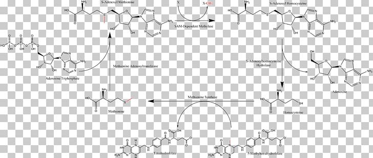 S-Adenosyl Methionine Adenosine Triphosphate Homocysteine Adenosylmethionine Decarboxylase PNG, Clipart, Adenosine Triphosphate, Amino Acid, Angle, Area, Black And White Free PNG Download