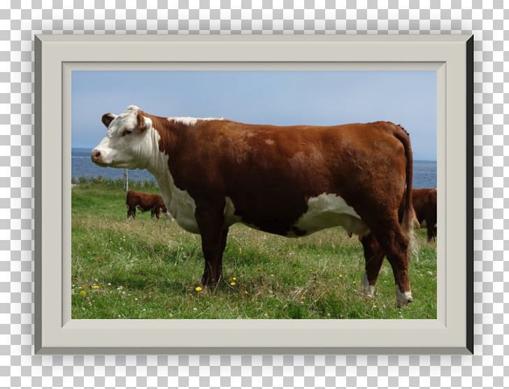 Calf Dairy Cattle Richardson Ranch Dam PNG, Clipart, Bull, Calf, Cattle, Cattle Like Mammal, Cow Goat Family Free PNG Download