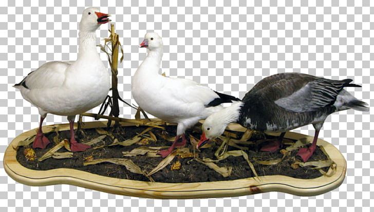Duck Goose Fauna Feather Seabird PNG, Clipart, Animals, Beak, Big Al, Bird, Decoy Free PNG Download