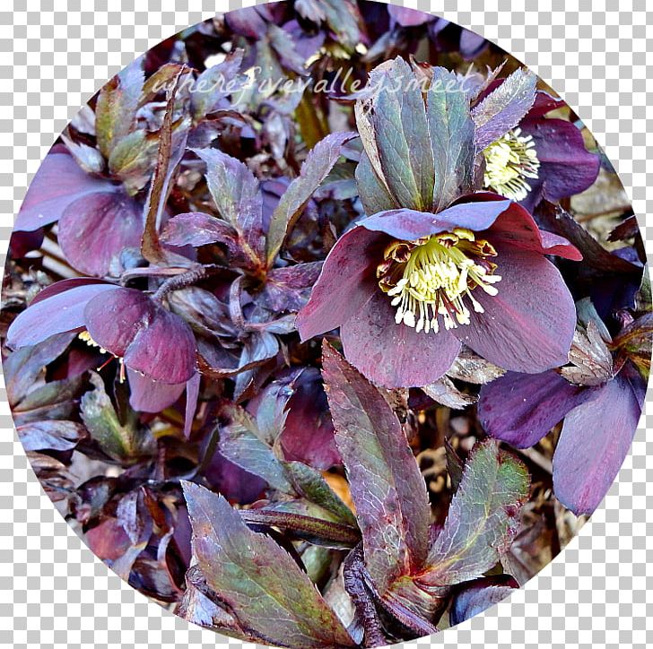 Flowering Plant PNG, Clipart, Flower, Flowering Plant, Helleborus, Miscellaneous, Others Free PNG Download