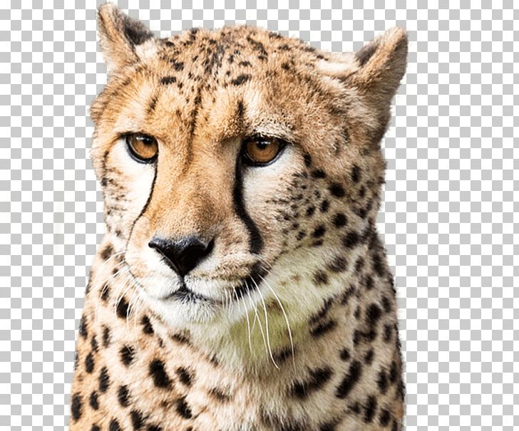 National Zoo & Aquarium National Zoological Park Cheetah Smithsonian Institution Leopard PNG, Clipart, Animal, Animals, Aquarium, Big Cats, Carnivoran Free PNG Download