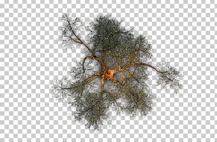 Twig Tree Pine PNG, Clipart, Branch, Color, Computer Software, Dead, Death Free PNG Download