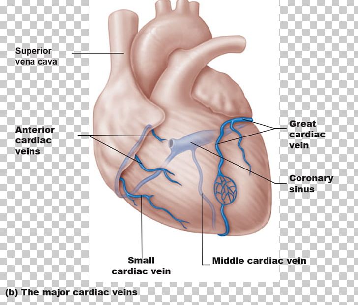 Coronary Circulation Coronary Sinus Coronary Arteries Great Cardiac Vein Heart PNG, Clipart, Abdomen, Arm, Cardiac Muscle, Ear, Easy Free PNG Download