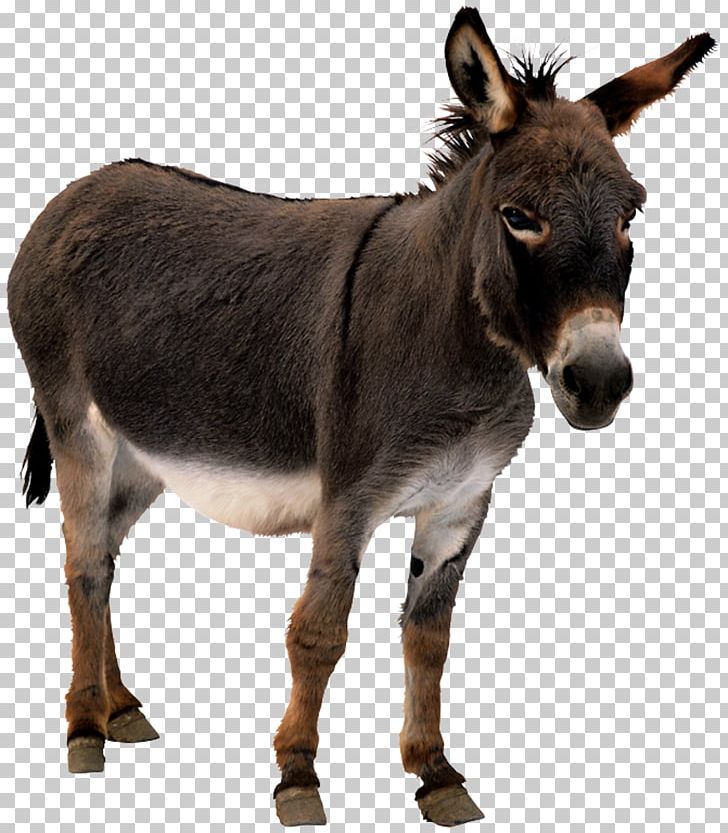 Donkey Animation Horse PNG, Clipart, Animal, Animal Donkey, Animals, Blog, Cartoon Free PNG Download