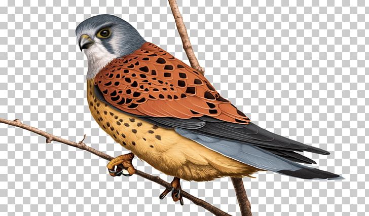 Falconidae Common Kestrel Hawk PNG, Clipart, Animal, Animals, Atlas, Beak, Bird Free PNG Download