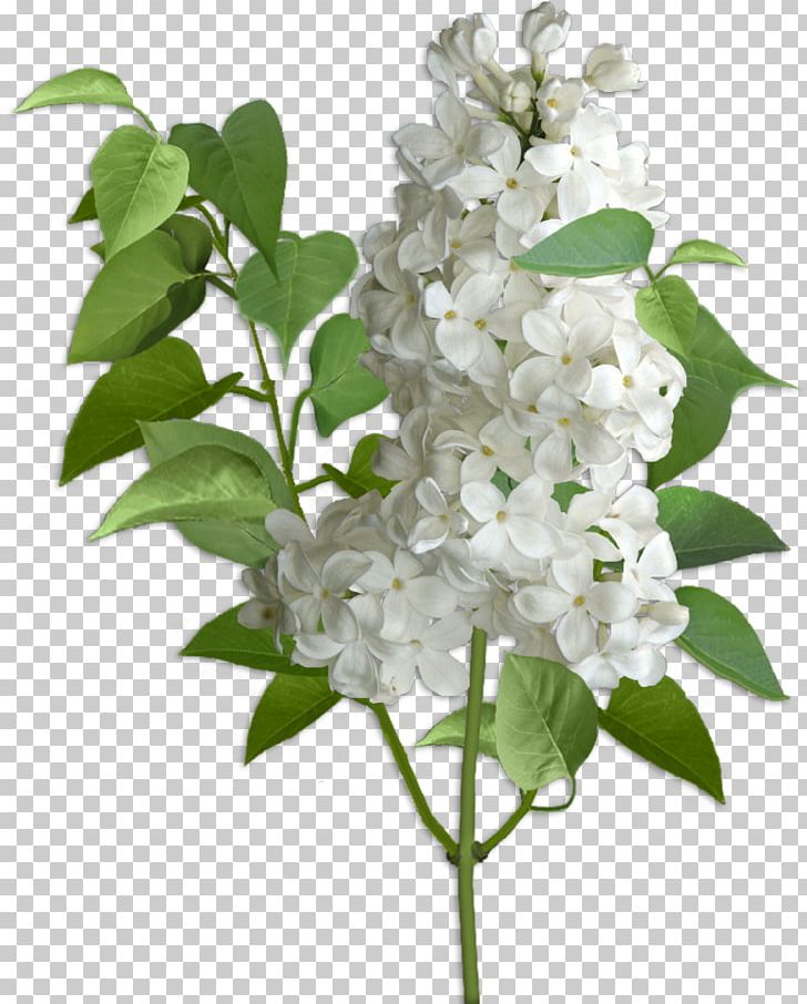 Lilac Hydrangea Cut Flowers Violet PNG, Clipart, Branch, Color, Cornales, Cut Flowers, Flower Free PNG Download