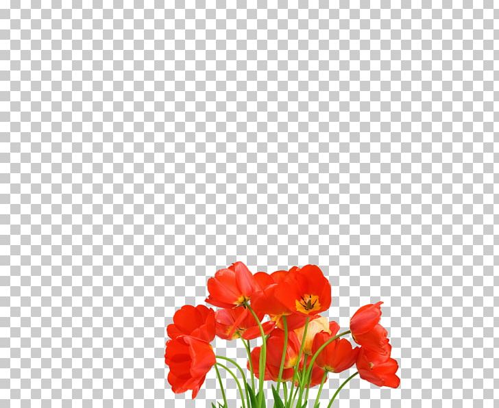Stock Photography Flower PNG, Clipart, Annual Plant, Canvas Tablo, Coquelicot, Desktop Wallpaper, Download Free PNG Download