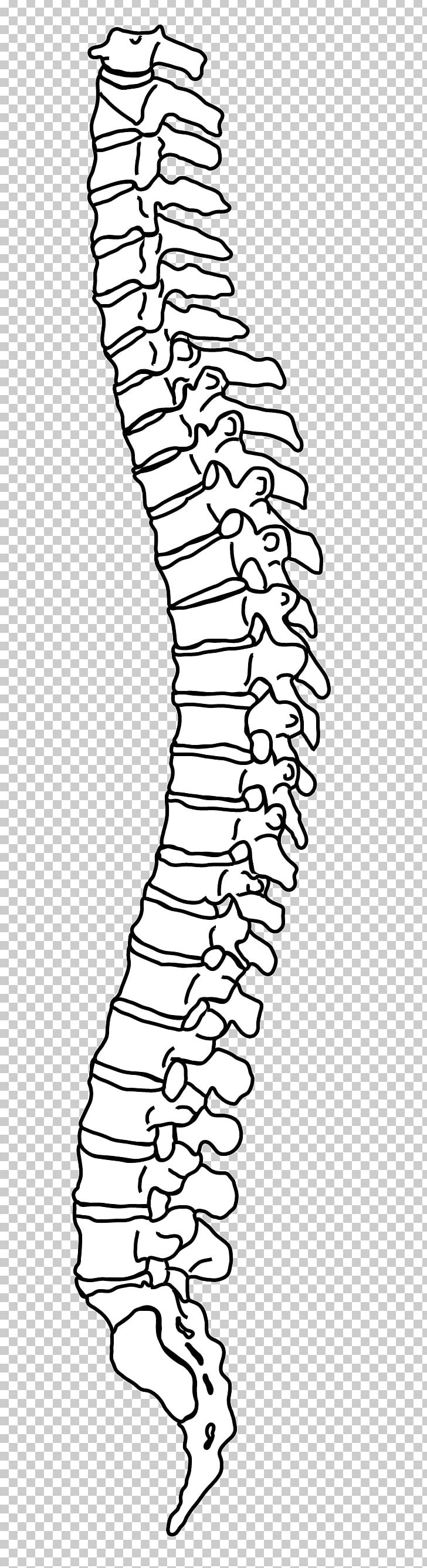 Vertebral Column Drawing Line Art Human Back PNG, Clipart, Angle, Area, Back Pain, Black, Black And White Free PNG Download