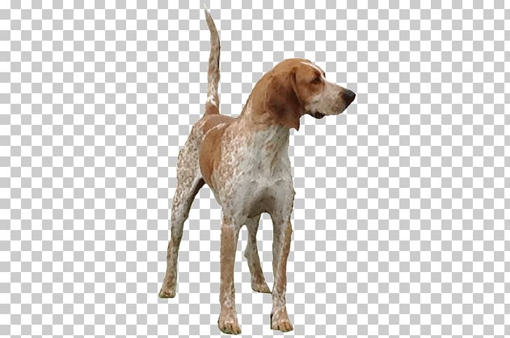 American English Coonhound English Foxhound Black And Tan Coonhound Redbone Coonhound Treeing Walker Coonhound PNG, Clipart, American English Coonhound, Animals, Black And Tan Coonhound, Bluetick Coonhound, Breed Free PNG Download