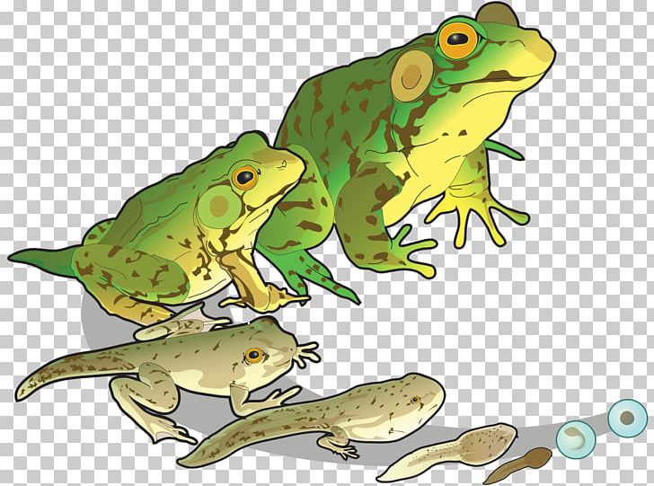 Goliath Frog Edible Frog Salamander Tadpole PNG, Clipart, Amphibian, Animals, Biological Life Cycle, Biology, Buccal Pumping Free PNG Download