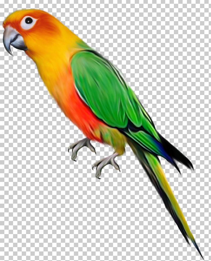 Parrot Bird PNG, Clipart, Beak, Bird, Birds, Clipart, Clip Art Free PNG Download