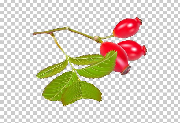 Rose Hip Dog-rose Euclidean Tomato PNG, Clipart, Auglis, Baby, Baby Tomato, Branch, Cherry Free PNG Download