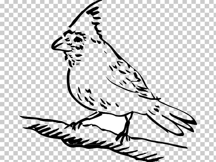 Bird Drawing PNG, Clipart, Animals, Art, Artwork, Beak, Bird Free PNG Download