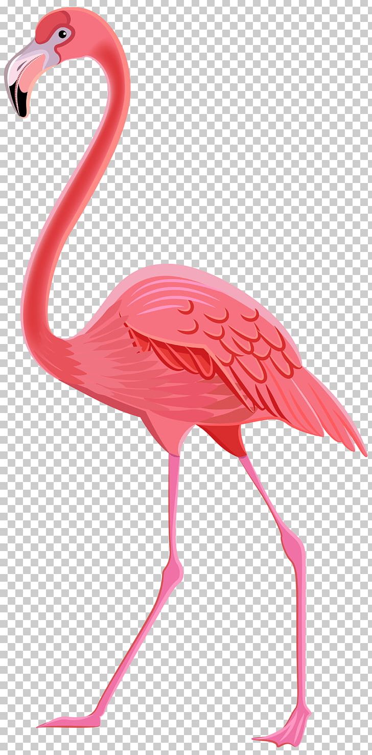 Drawing flamingos png images | PNGWing