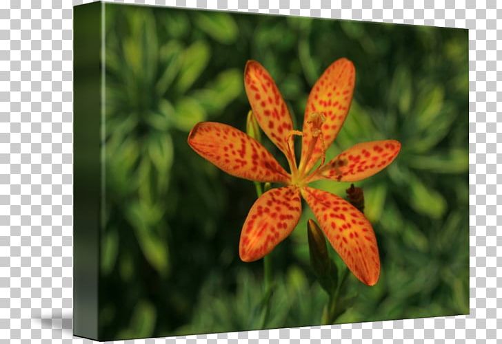 Petal Leaf Wildflower PNG, Clipart, Flora, Flower, Leaf, Petal, Plant Free PNG Download