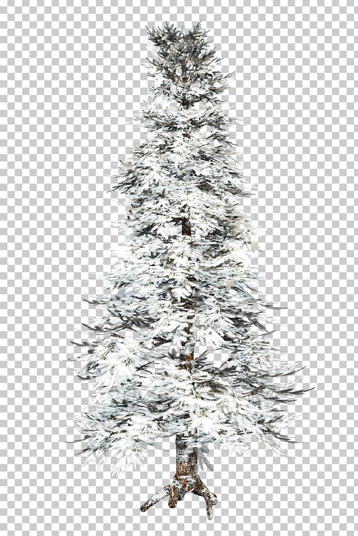 Spruce Pine Tree Fir Winter PNG, Clipart, Arbre, Autumn, Branch, Christmas Decoration, Christmas Ornament Free PNG Download