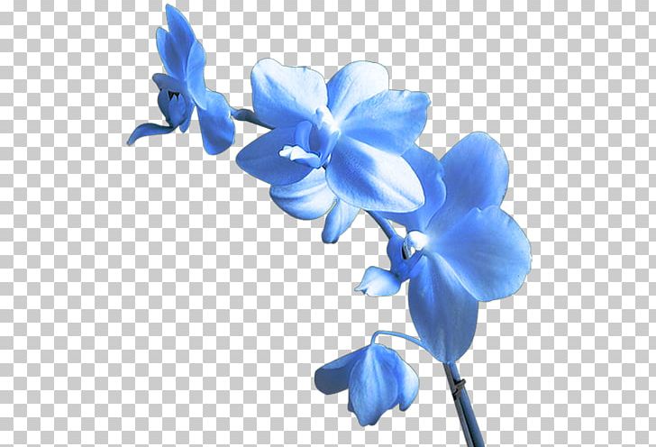 Flower Yellow PNG, Clipart, Blue, Boat Orchid, Clip Art, Color, Cut Flowers Free PNG Download