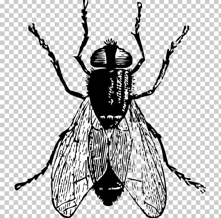 Fly Drawing PNG, Clipart, Arthropod, Artwork, Black And White, Black Fly, Clip Art Free PNG Download