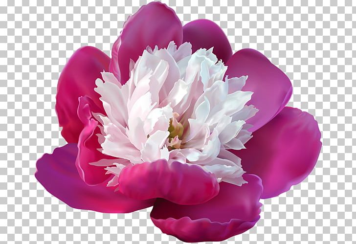 Peony Lossless Compression PNG, Clipart, Clip Art, Color, Conifer Cone, Data, Flower Free PNG Download