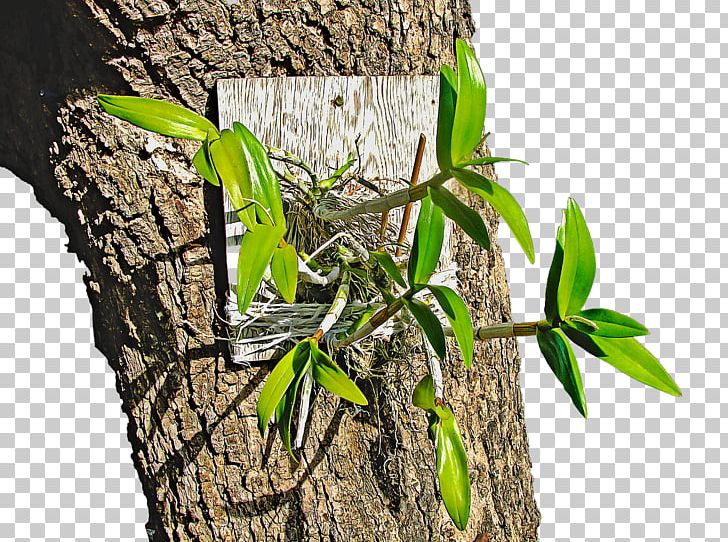 Tree Orchids Plant Orchis Orchidea PNG, Clipart, Bark, Boat Orchid, Branch, Dendrobium, Flora Free PNG Download
