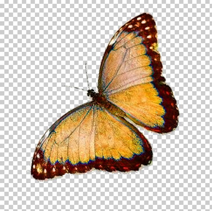 Monarch Butterfly Faiths Pursuit Pieridae Lycaenidae PNG, Clipart, Arthropod, Blue Butterfly, Brush Footed Butterfly, Butterflies, Butterflies And Moths Free PNG Download