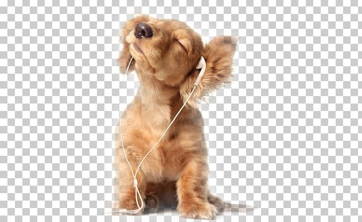 Puppy Miniature Schnauzer Poodle Desktop PNG, Clipart, Animal, Animals, Carnivoran, Companion Dog, Cuteness Free PNG Download