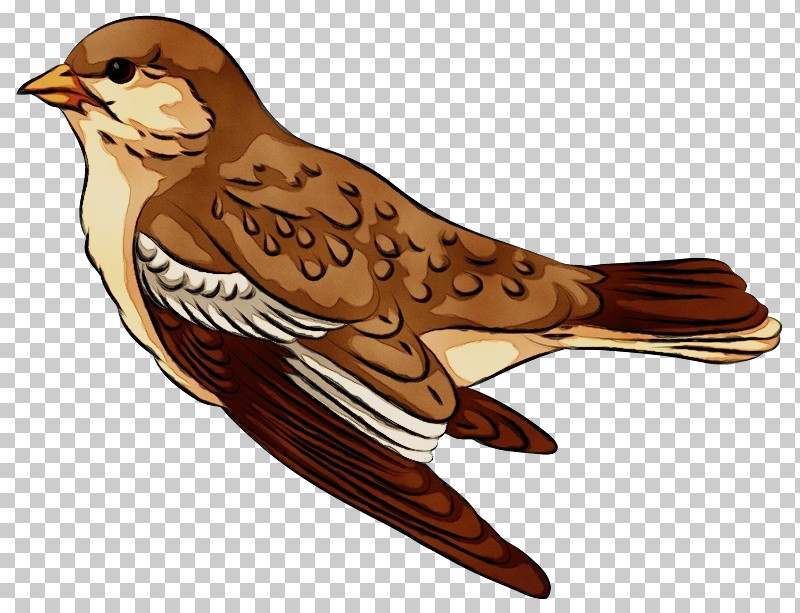Feather PNG, Clipart, Beak, Biology, Bird Of Prey, Birds, Feather Free PNG Download