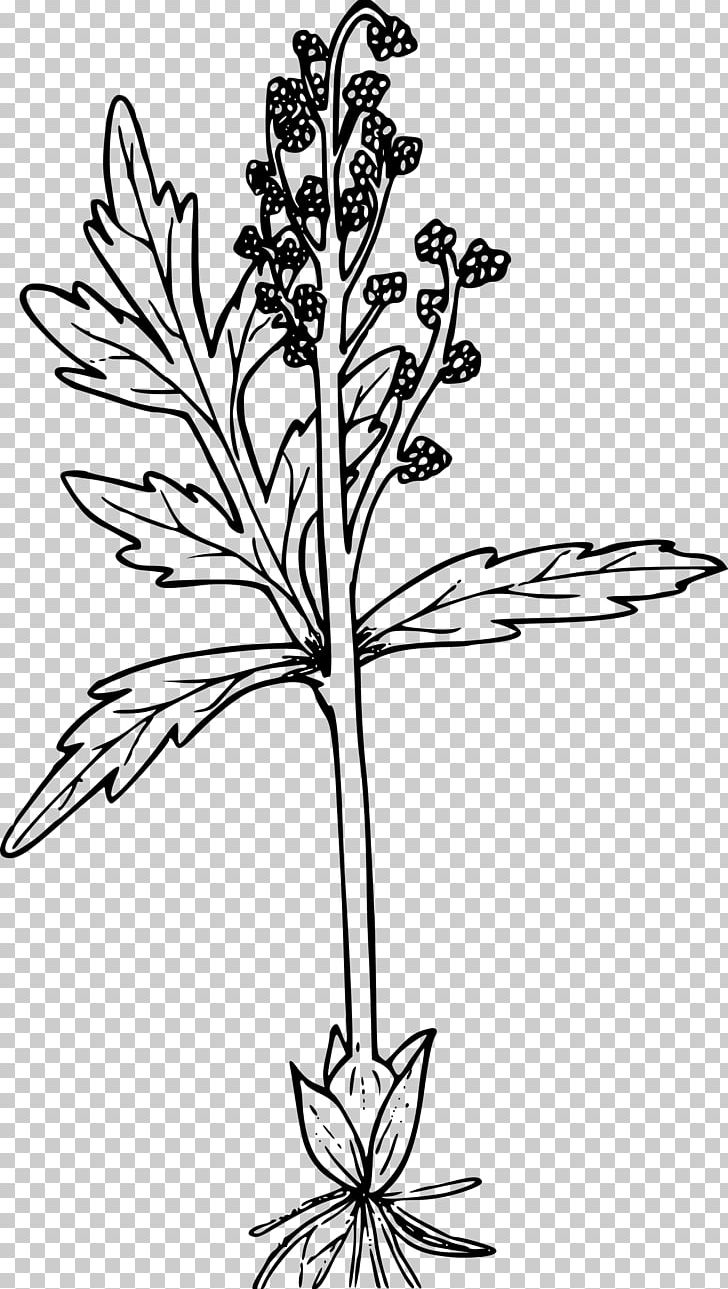 Photography PNG, Clipart, Black And White, Branch, Cut Flowers, Flora, Flower Free PNG Download