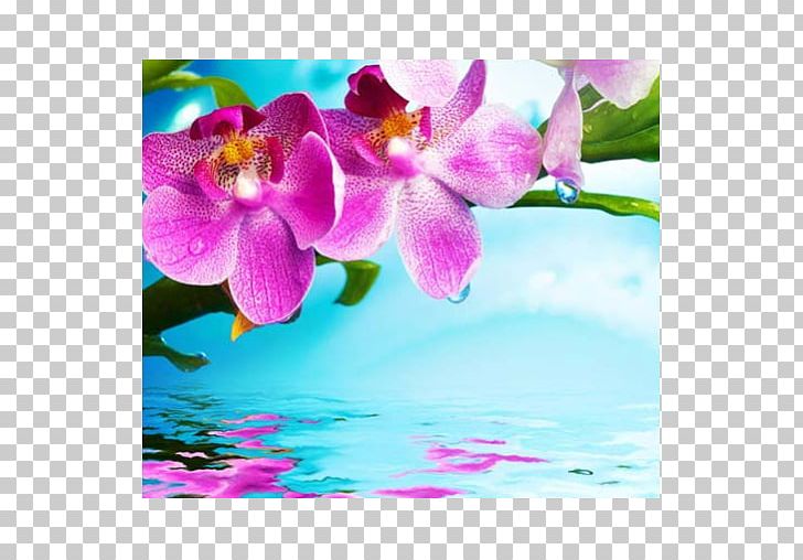 Stock Photography Orchids Flower PNG, Clipart, Branch, Cattleya Orchids, Color, Depositphotos, Divino Free PNG Download