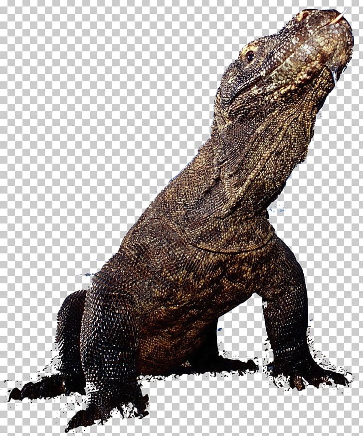 Agamidae Crocodile Komodo Dragon Iguanomorpha Frilled-neck Lizard PNG, Clipart, Agam, Animalphotography, Animals, Conciencia, Crocodilia Free PNG Download