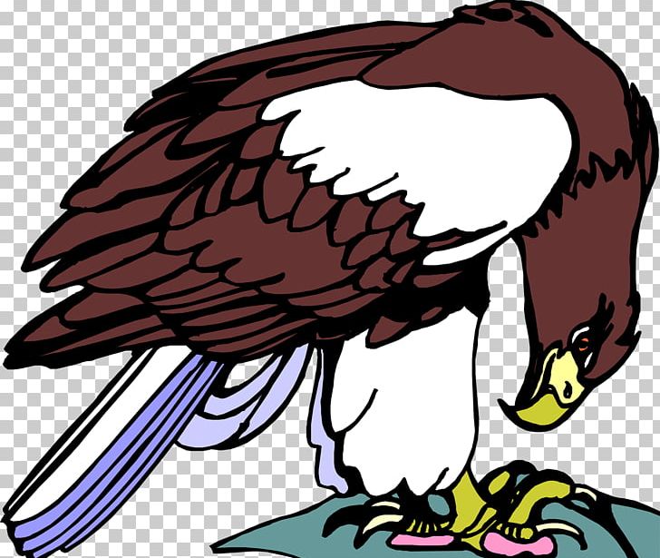 Bald Eagle Hawk Beak PNG, Clipart, Animals, Artwork, Bald Eagle, Beak, Bird Free PNG Download