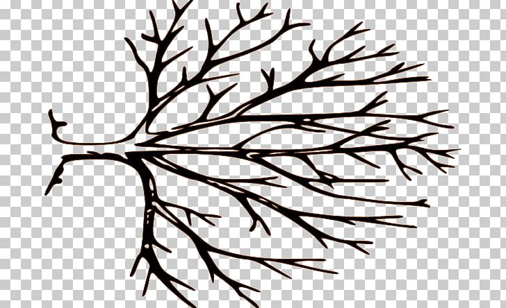 Branch Tree PNG, Clipart, Black And White, Branch, Deciduous, Drawing, Dreamcatcher Free PNG Download