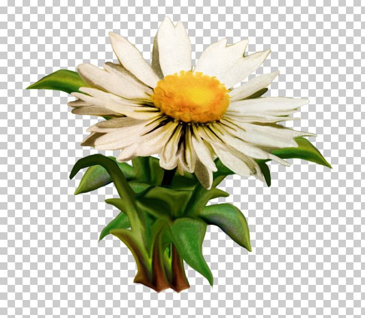 Chrysanthemum Oxeye Daisy PNG, Clipart, Aster, Chrysanthemum, Color, Cut Flowers, Daisy Free PNG Download