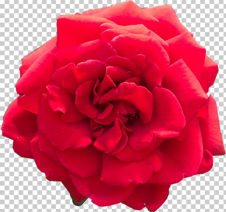 Garden Roses Red Cabbage Rose Portable Network Graphics PNG, Clipart, Aesthetic, Aesthetics, China Rose, Cut Flowers, Floribunda Free PNG Download