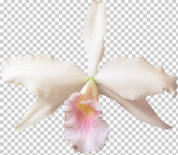 Cattleya Labiata Orchids Flower PNG, Clipart, Blog, Cattleya, Cattleya Labiata, Cattleya Orchids, Christmas Orchid Free PNG Download
