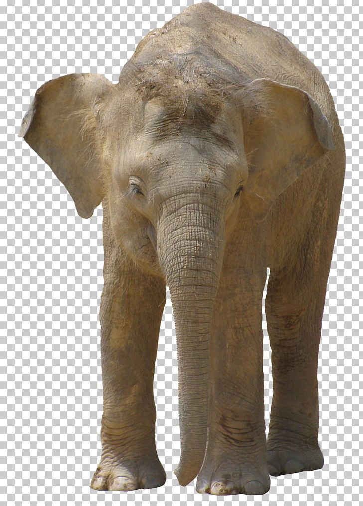 Indian Elephant African Bush Elephant PNG, Clipart, African Elephant, African Forest Elephant, Animals, Asian Elephant, Elephant Free PNG Download
