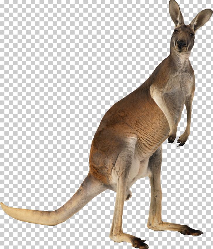 Kangaroo PNG, Clipart, Kangaroo Free PNG Download
