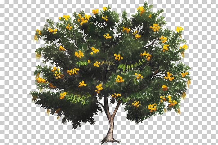 Shrub PNG, Clipart, Branch, Others, Plant, Shrub, Tree Free PNG Download