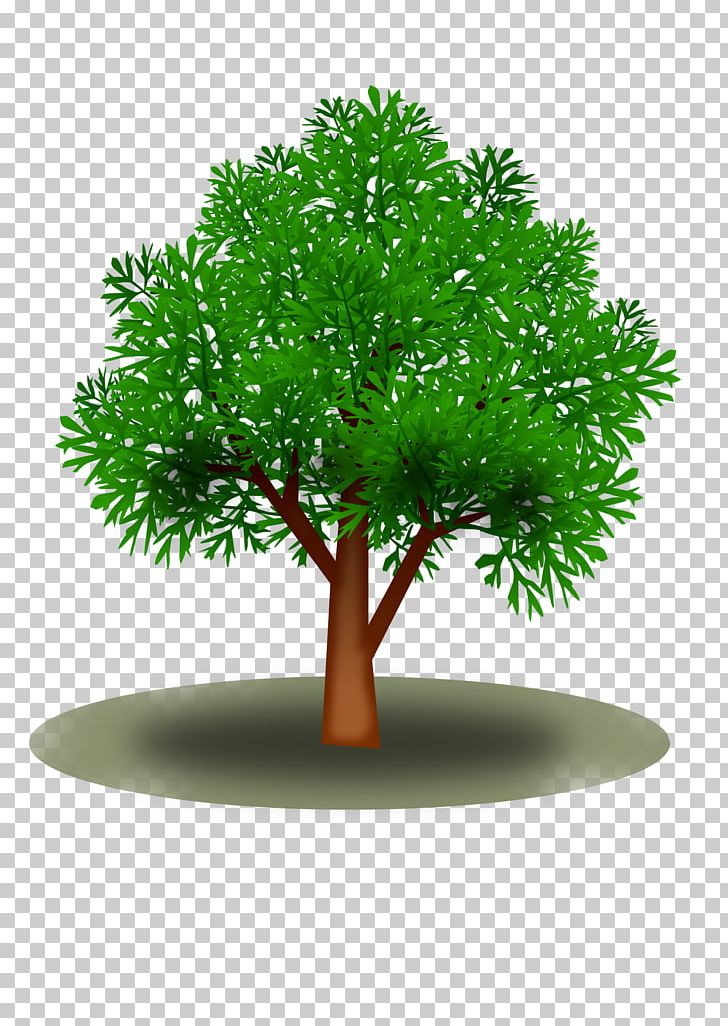 Tree Plant Leaf PNG, Clipart, Branch, Firtree, Flowerpot, Forest, Grass Free PNG Download