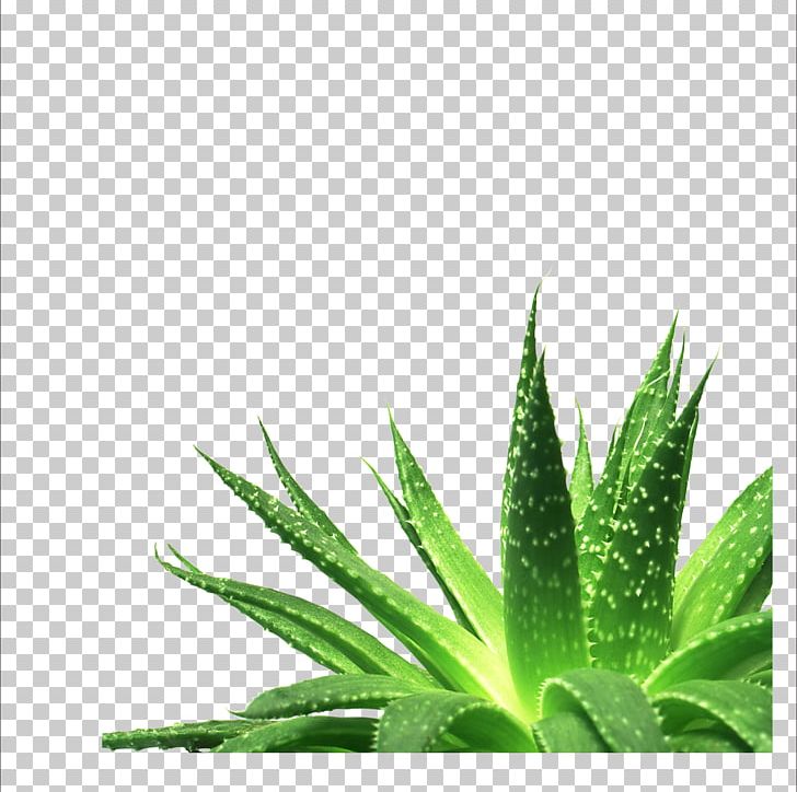 Aloe Vera Nutrient Gel Succulent Plant PNG, Clipart, Aloe Perspective, Aloe Plant, Aloe Vera Crush, Aloe Vera Gel, Aloe Vera Pulp 12 0 1 Free PNG Download